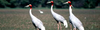 Taj & Bharatpur Tour