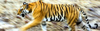 Taj & Tiger Tour 
