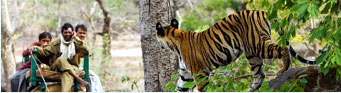 Wildlife Tour Packages