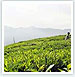 Kerala Spice Tour