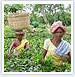 Assam Tea Heritage