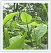 Assam Tea Heritage