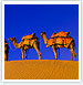 Rajasthan Desert Tour