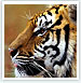 Rajasthan Wildlife Tour