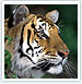 Taj Mahal & Tiger Tours