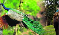 Wildlife Tour Packages