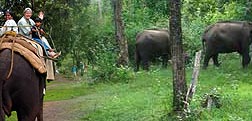 Wildlife Tour Packages