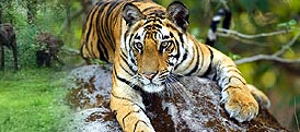 Wildlife Tour Packages